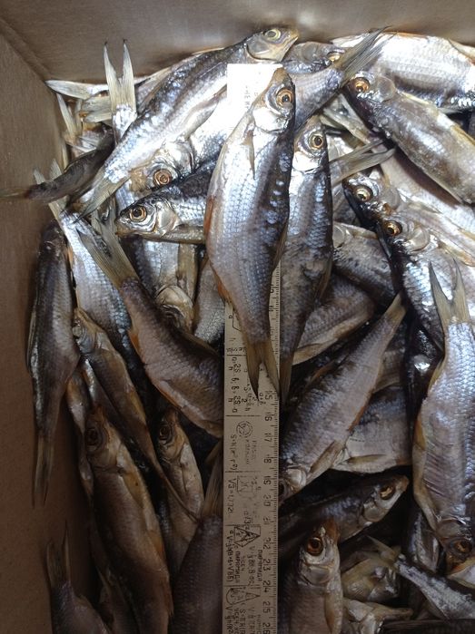 Плотва .Таранка.Риба сушена. Плітка.