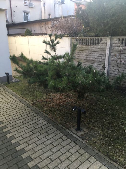 Oddam drzewko za darmo