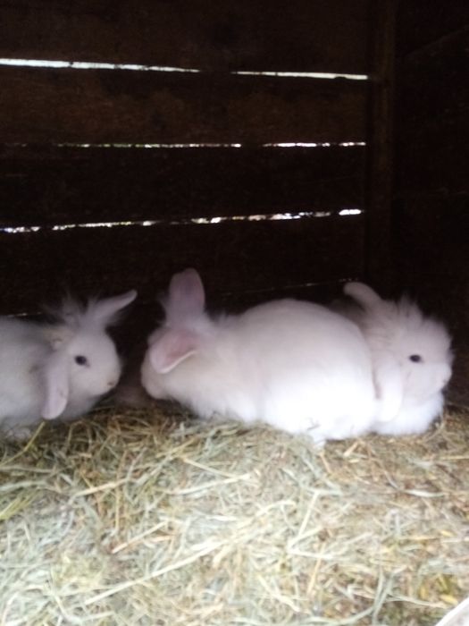 Króliki miniaturki młode