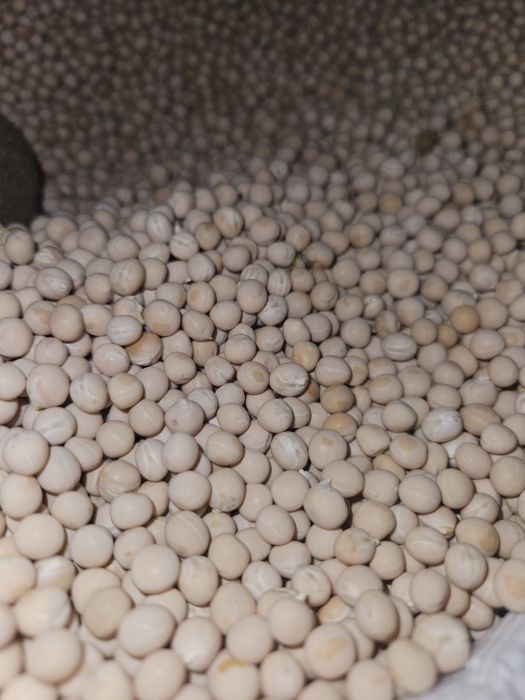 Продам Насіння Ярого Жовтого, та Зеленого Гороху.