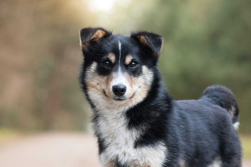 Pikaczu - ok 6 miesięczny słodziak szuka swoich ludzi