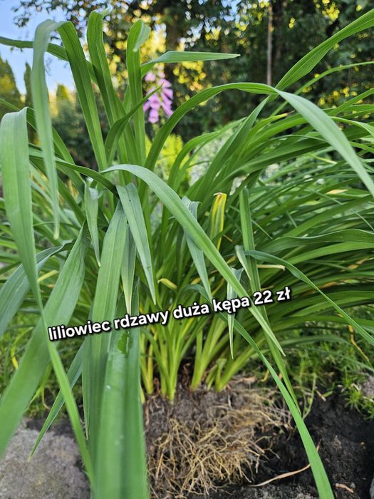 Liliowce ogrodowe 2 rodzajeł