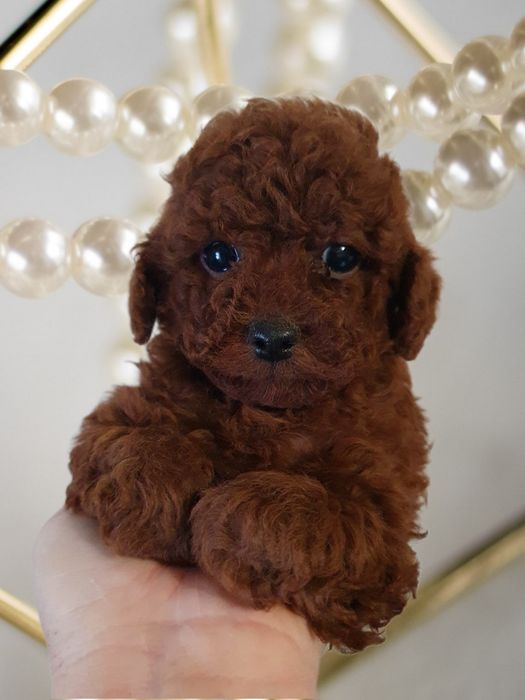 Хлопчик той пудель red brown