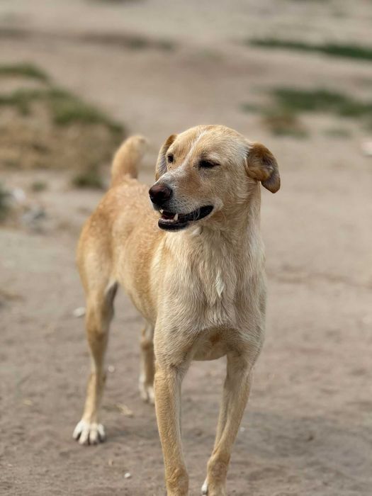 Cão para adoção (Paquito)