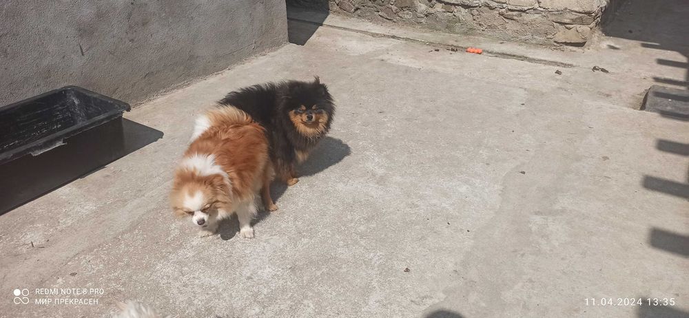 В'язка хлопчик шпіц чорно підпалий