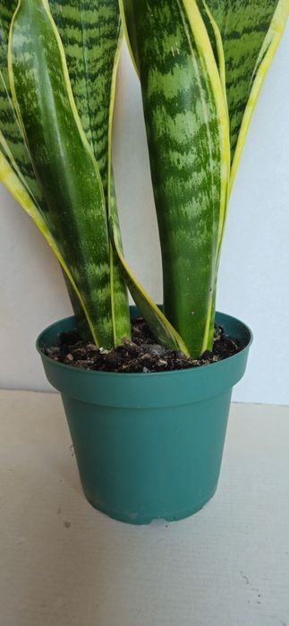 Planta Espada de São Jorge Vaso 13 cm