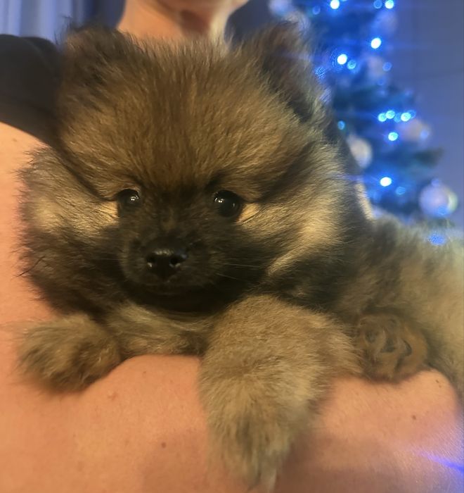Pomeranian miniaturka