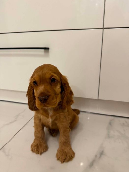 Cocker spaniel angielski sunia Rodowód