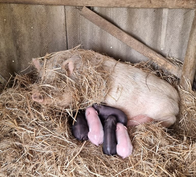 Porquinhos vietnamitas