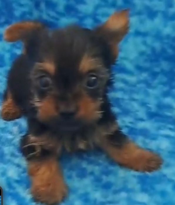 Yorkshire terrier super  Mini  toy