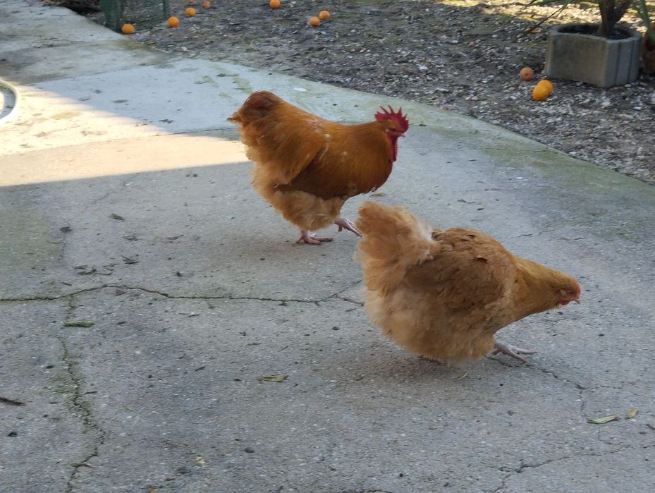 Orpington, ovos Férteis