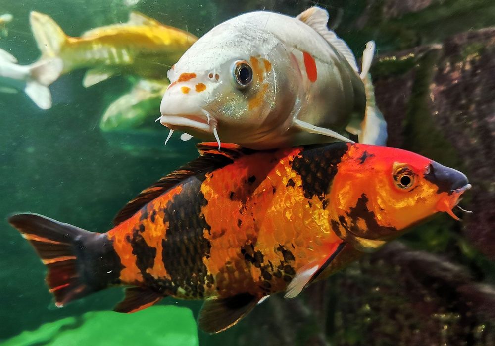 Koi karp karaś .