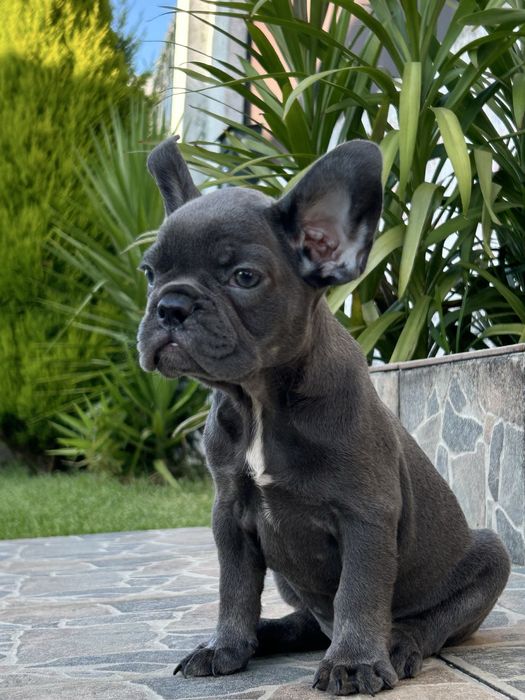 Bulldog frances Menina