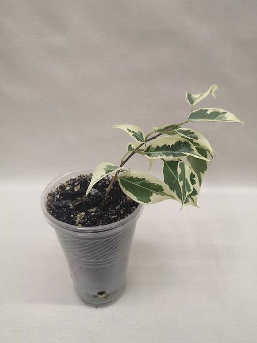 Фикус бенджамина, эластика каучуконосный, старлайт, Наташа