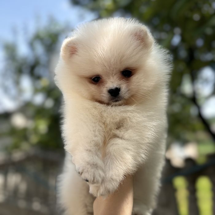 лялькова дівчинка шоу класу