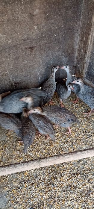 Fracas , Galinha Angola, Pintadas, pintos de 1 mês