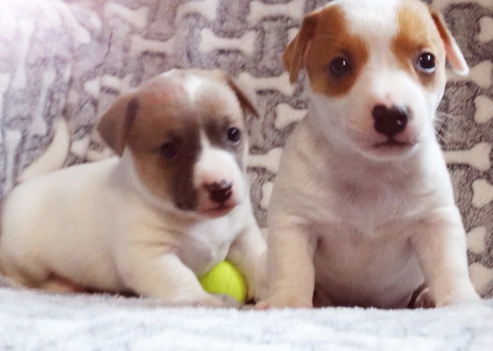 Jack russell Terrier