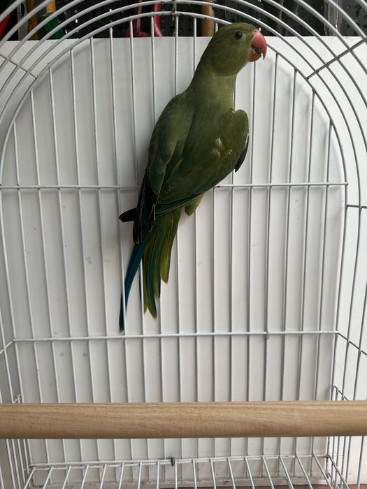 Aves anilhadas  para ceder