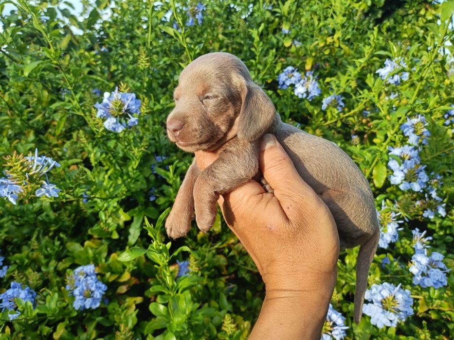Macho mini Isabella
