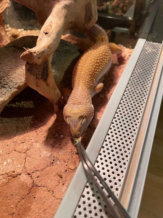 Gekon lamparci dorosła samiczka