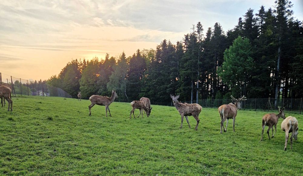 Dorosła Łania i szpice cielęta Jelenia