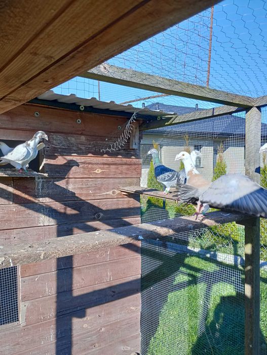 Gołębie Staropolskie