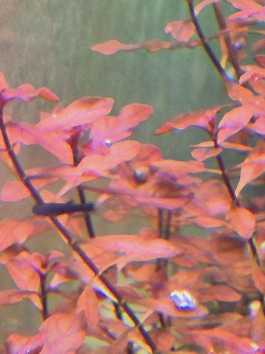 Planta Aquario Ludwigia Super Red