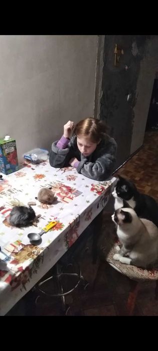 Хомячки пушистие