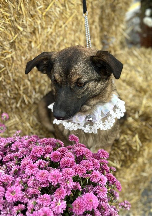 Собачка дівчинка в добрі руки (стерильна)