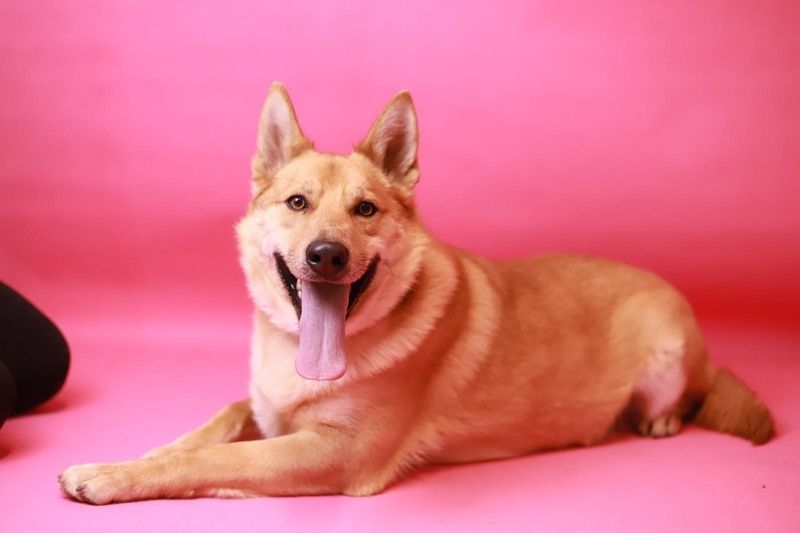 Towarzyski, pełen pozytywnej energii samiec szuka domu