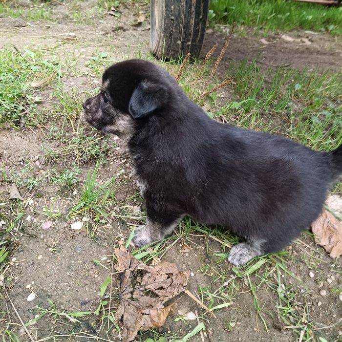Oddam za darmo szczenięta