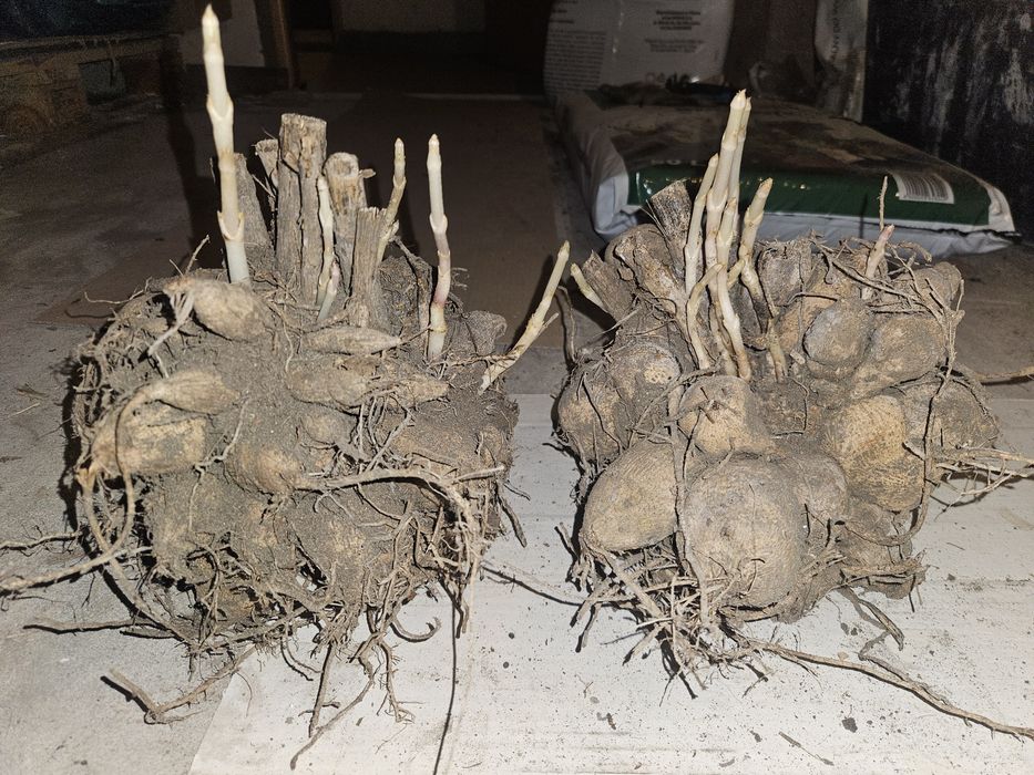 Dalie różowe duże karpy