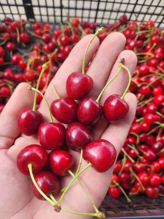 Świeże czereśnie prosto z drzewa – 12 zł/kg