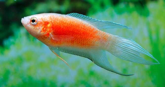 Paraiso super red \ Macropodus opercularis - agua fria