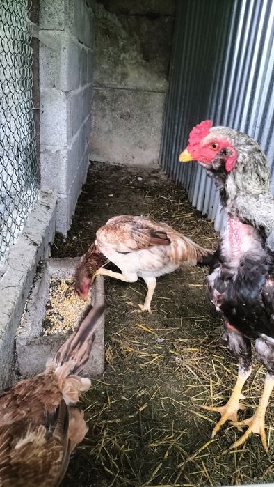 Ovos galo indio ... Desponiveis