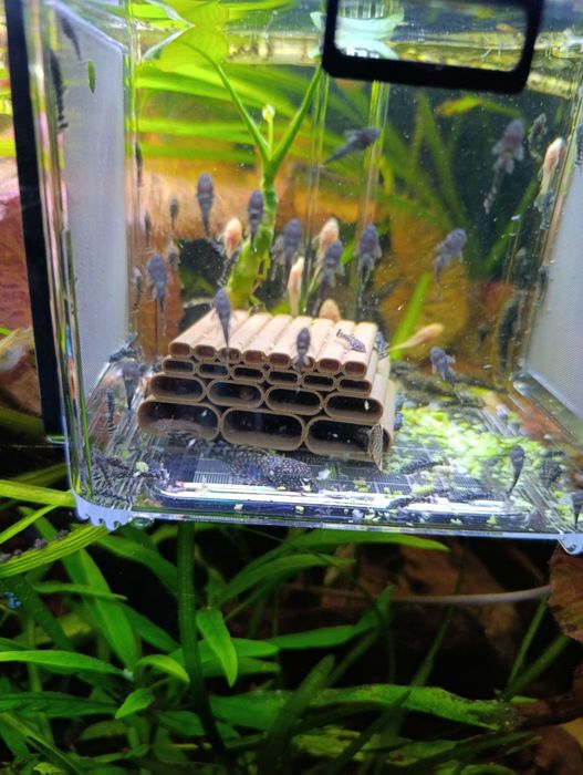 Ancistrus negros e albinos