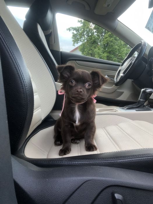 Чіхуа гарнесенький