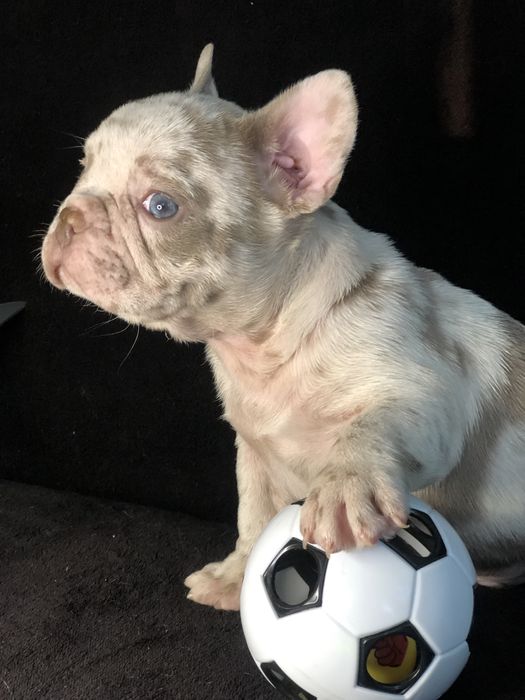 Элитные французские бульдоги