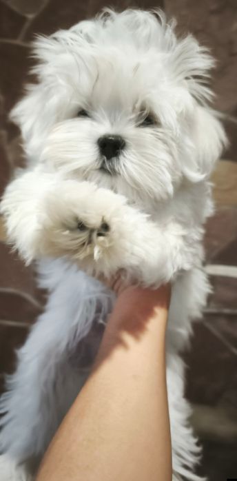 Хлопчики мальтезе