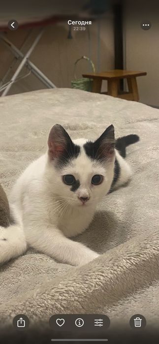 Кошенятка шукають дім