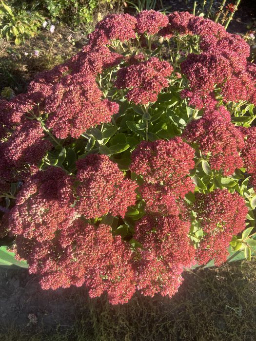 Очиток квіти багаторічні