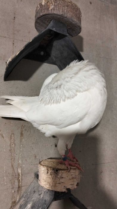 Garłacz amsterdamski samiec