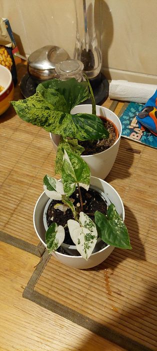 Syngonium dla Pani Magdy