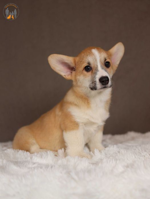 Welsh Corgi Pembroke ZKwP FCI po Championie rezerwacja