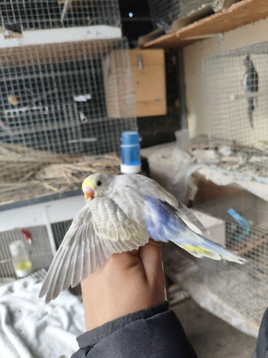 Piriquitos arco iris