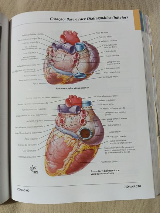 Atlas de Anatomia Humana – Frank H. Netter (3.ª edição)
