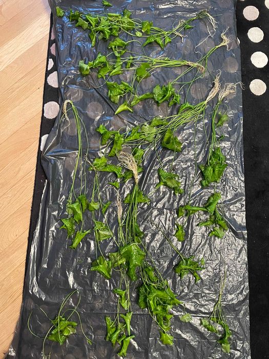 Rośliny akwariowe - lotos zielony