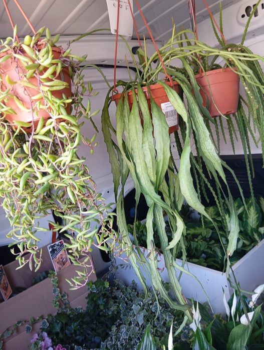 Cactos/Suculentas