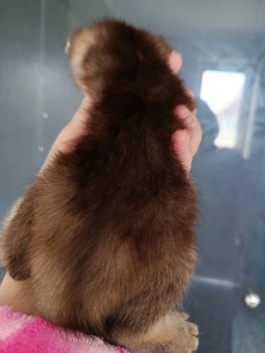 Дві дівчинки золоті