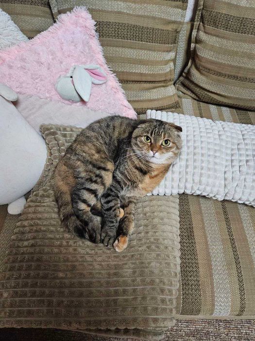 Шукаємо нашу кицю!